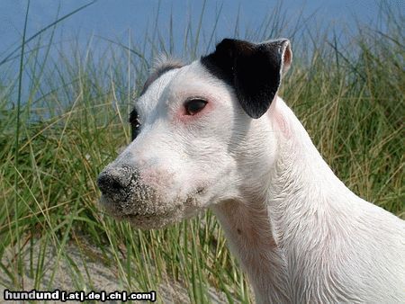 Parson-Russell-Terrier Hunde Foto 26702 Parson-Russell-Terrier Bibbi hat zuviel genascht!
