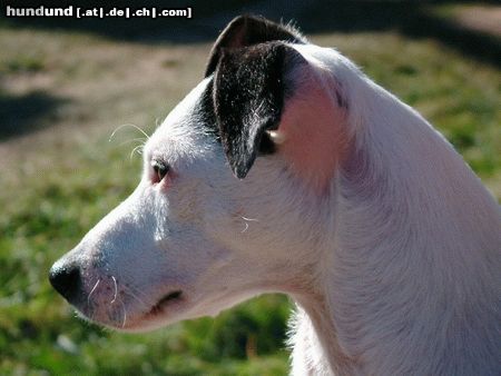 Parson-Russell-Terrier Hunde Foto 26703 Parson-Russell-Terrier Bibbi`s Charakterkopf!