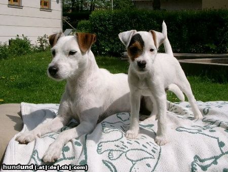 Parson-Russell-Terrier Hunde Foto 4827 Parson-Russell-Terrier Oderbruchs Bien mit Mama- Lotta