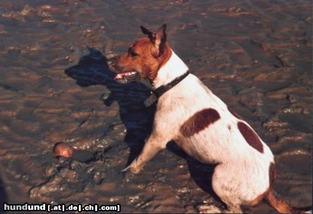 Parson-Russell-Terrier Hunde Foto 12413 Parson-Russell-Terrier Unser Bifi bei einer Wattwanderung
