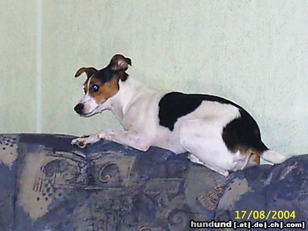 Parson-Russell-Terrier jessy aus holland, 3 jahre jung