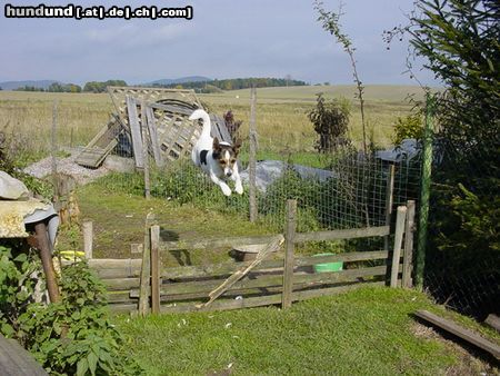 Parson-Russell-Terrier Hunde Foto 5550 Parson-Russell-Terrier Jacky's Flugversuch