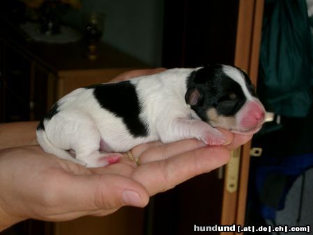 Parson-Russell-Terrier Eine Hand voll Glück 