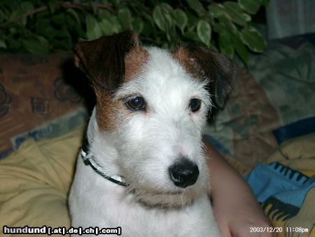 Parson-Russell-Terrier Julie 
