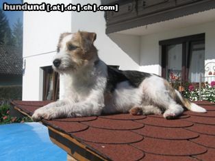 Parson-Russell-Terrier Alles im Blick