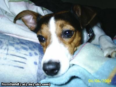 Parson-Russell-Terrier jessy aus holland, 3 jahre jung