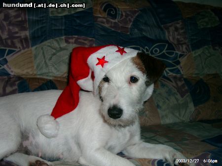 Parson-Russell-Terrier Hunde Foto 7822 Parson-Russell-Terrier und wo ist mein Weihnachtsgeschenk ?