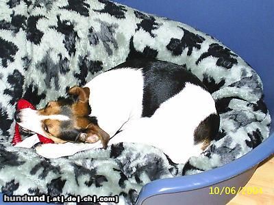 Parson-Russell-Terrier jessy aus holland, 3 jahre jung