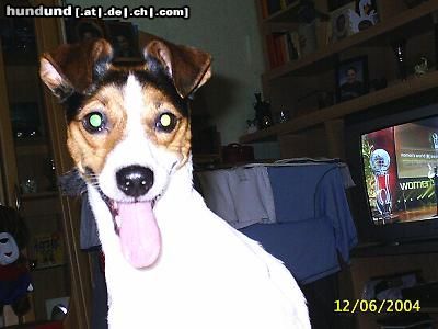Parson-Russell-Terrier jessy aus holland, 3 jahre jung