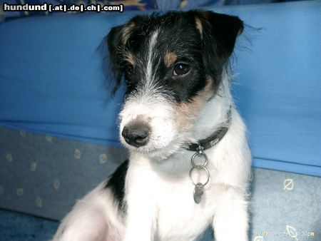 Parson-Russell-Terrier Hunde Foto 8763 Parson-Russell-Terrier Aragon 5 Monate alt
