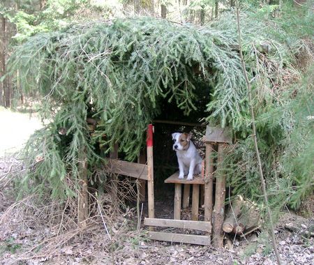 Parson-Russell-Terrier gute Aussicht!