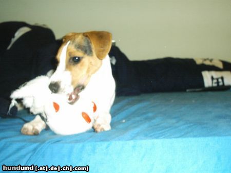 Parson-Russell-Terrier Hunde Foto 6599 Parson-Russell-Terrier Sam, voll der Kuscheltiermörder.