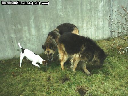 Parson-Russell-Terrier Hunde Foto 6604 Parson-Russell-Terrier Noch eine?? OK, und jetzt alle auf mein Kommando.
