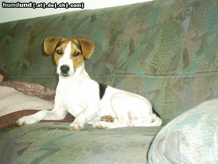 Parson-Russell-Terrier Hunde Foto 6600 Parson-Russell-Terrier Bin voll aufmerksam!!!
