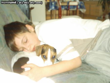 Parson-Russell-Terrier Hunde Foto 6609 Parson-Russell-Terrier Sam mit meinem Bruder Sascha