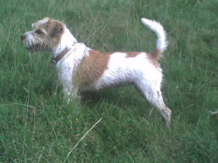 Parson-Russell-Terrier meine hündin luna geb. 14.03.2005