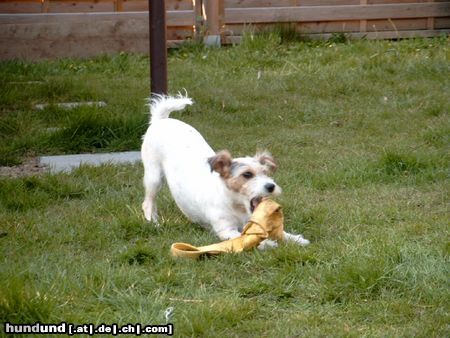 Parson-Russell-Terrier Hunde Foto 12928 Parson-Russell-Terrier Das ist meine liebenswerte Hündin.