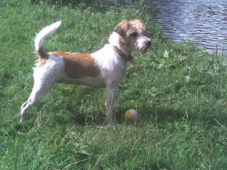 Parson-Russell-Terrier Hunde Foto 33962 in höherer Auflösung ansehen Parson-Russell-Terrier hündin luna geb. 14.03.2005