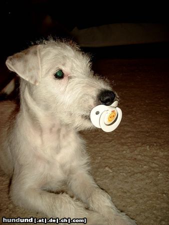 Parson-Russell-Terrier Hunde Foto 14318 Parson-Russell-Terrier Alf of the merry bandits ist eben noch ein Baby!