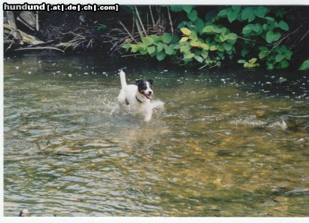 Parson-Russell-Terrier Hunde Foto 6677 Parson-Russell-Terrier Wasser und Mailo