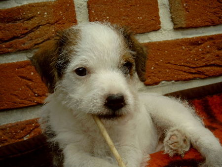 Parson-Russell-Terrier Hunde Foto 33186 Parson-Russell-Terrier Zigarillo oder Kaustange?
