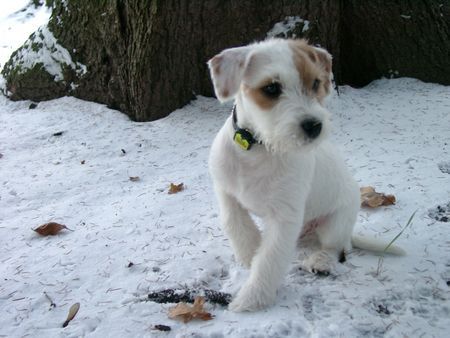 Parson-Russell-Terrier Hunde Foto 27098 Parson-Russell-Terrier Billy´s erster Schnee
