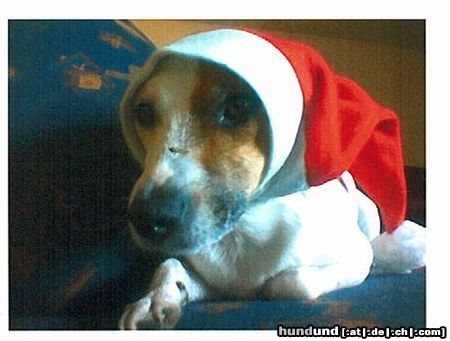 Parson-Russell-Terrier Bonito, Weihnachten