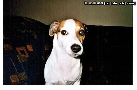 Parson-Russell-Terrier mein Bonito, 6 Jahre
