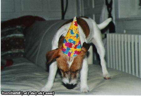 Parson-Russell-Terrier Hunde Foto 9581 Parson-Russell-Terrier Bruder Elvis am Silvester-feiern