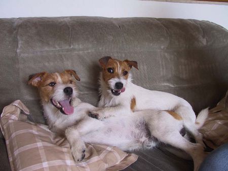 Parson-Russell-Terrier Jack Attack's Spikey und Nova