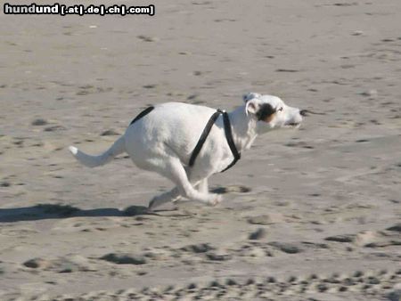 Parson-Russell-Terrier Hunde Foto 26234 in höherer Auflösung ansehen Parson-Russell-Terrier Immer unter Dampf