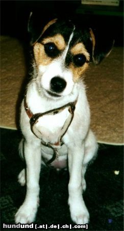 Parson-Russell-Terrier Buffy mit Dackelblick!