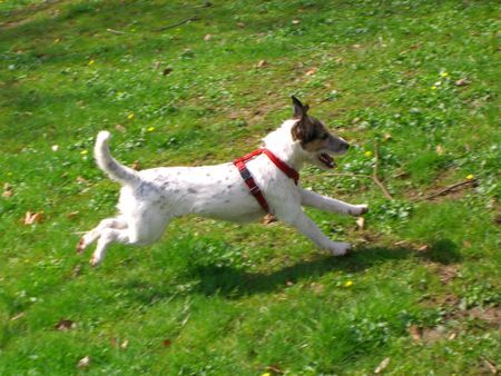 Parson-Russell-Terrier Hunde Foto 30791 in höherer Auflösung ansehen Parson-Russell-Terrier kenny 10 monate