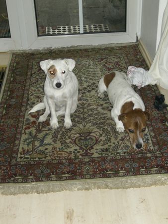Parson-Russell-Terrier Hunde Foto 27807 in höherer Auflösung ansehen Parson-Russell-Terrier Motte und Neuzugang