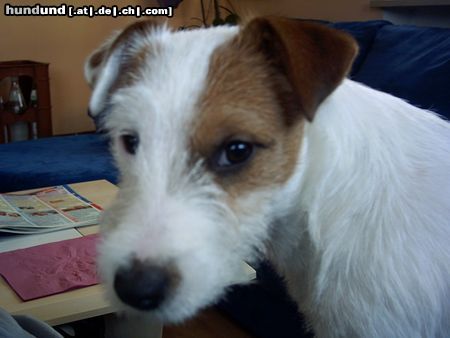 Parson-Russell-Terrier Hunde Foto 17541 Parson-Russell-Terrier was guckst du ???