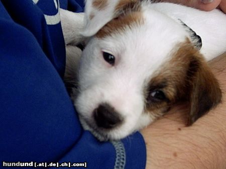 Parson-Russell-Terrier