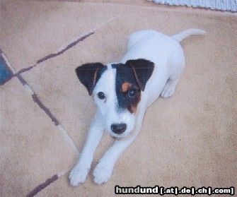 Parson-Russell-Terrier Hunde Foto 22276 in höherer Auflösung ansehen Parson-Russell-Terrier Das ist Cimba