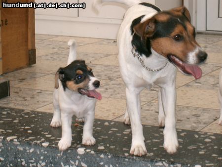 Parson-Russell-Terrier Papa mit Tochter