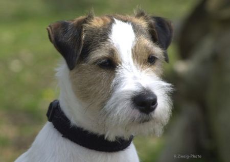 Parson-Russell-Terrier Hunde Foto 35519 Parson-Russell-Terrier Clarmorris Quirin