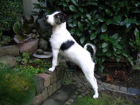 Parson-Russell-Terrier Hunde Foto 37089 Parson-Russell-Terrier Cleo