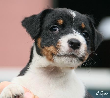 Parson-Russell-Terrier Hunde Foto 33219 in höherer Auflösung ansehen Parson-Russell-Terrier