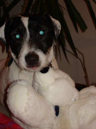 Parson-Russell-Terrier Hunde Foto 27670 in höherer Auflösung ansehen Parson-Russell-Terrier meiner