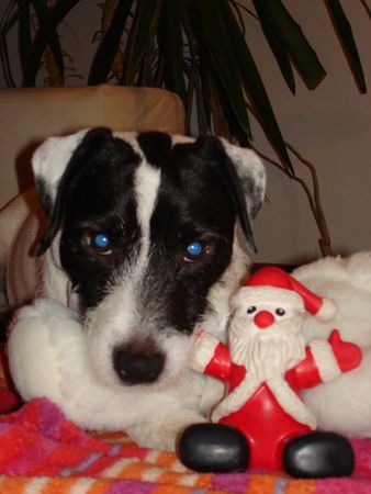 Parson-Russell-Terrier Hunde Foto 27669 in höherer Auflösung ansehen Parson-Russell-Terrier der weihnachtsmann war da