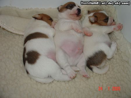 Parson-Russell-Terrier Hunde Foto 18044 in höherer Auflösung ansehen Parson-Russell-Terrier