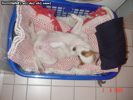 Parson-Russell-Terrier Hunde Foto 25135 in höherer Auflösung ansehen Parson-Russell-Terrier Lucy-Bea in entspannter Lage :-)