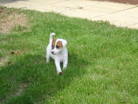 Parson-Russell-Terrier Hunde Foto 35125 in höherer Auflösung ansehen Parson-Russell-Terrier Emma