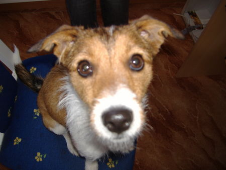 Parson-Russell-Terrier Hunde Foto 26878 in höherer Auflösung ansehen Parson-Russell-Terrier Das meine süße Nase Lissy ;-)