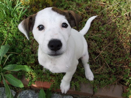 Parson-Russell-Terrier Hunde Foto 34408 in höherer Auflösung ansehen Parson-Russell-Terrier Finn unser kleine Strolch!!!