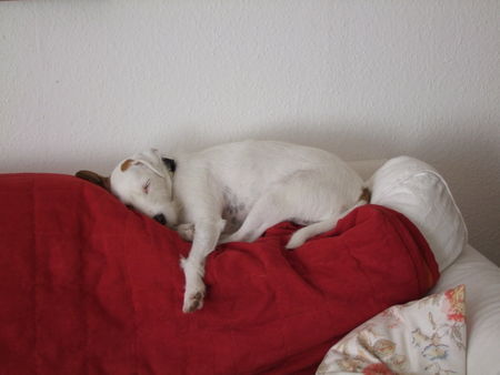 Parson-Russell-Terrier Hunde Foto 43865 in höherer Auflösung ansehen Parson-Russell-Terrier Pssst ......Mücke (Dorothea von der Deutschbauerhube)