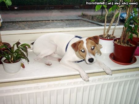 Parson-Russell-Terrier Hunde Foto 8460 Parson-Russell-Terrier Streetfighters Iceman